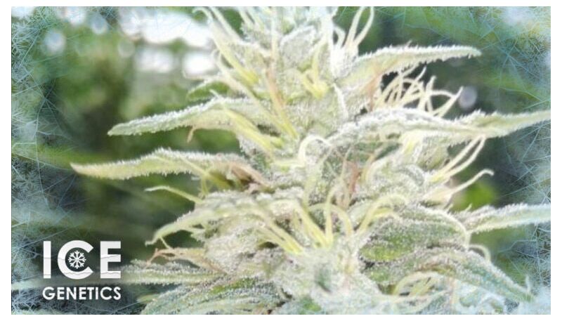 White Russian Auto, Фасовка: 10